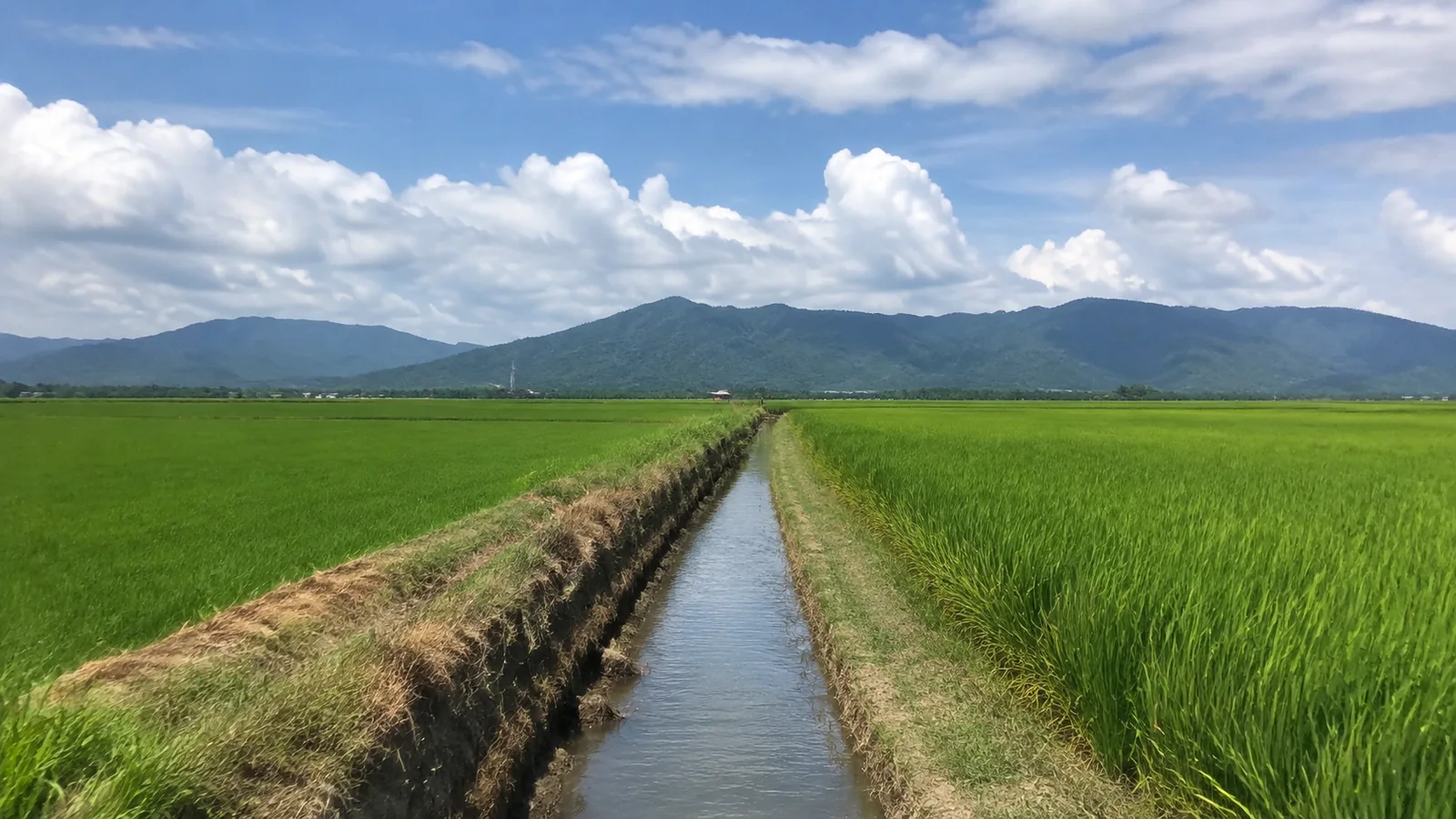 Straight irrigation channel cuts through bright green rice fields.