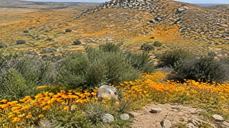 Orange and yellow wildflowers spread across a rocky scrub-covered landscape.