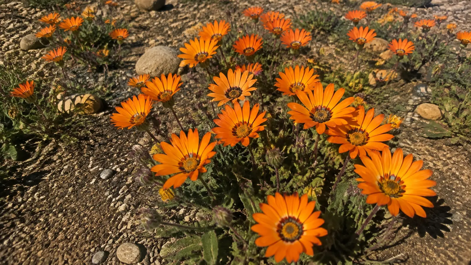 Bright orange daisies growing among dry soil and small stones.