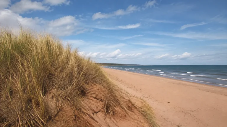 Grassy dunes border a broad sandy beach beneath blue skies.