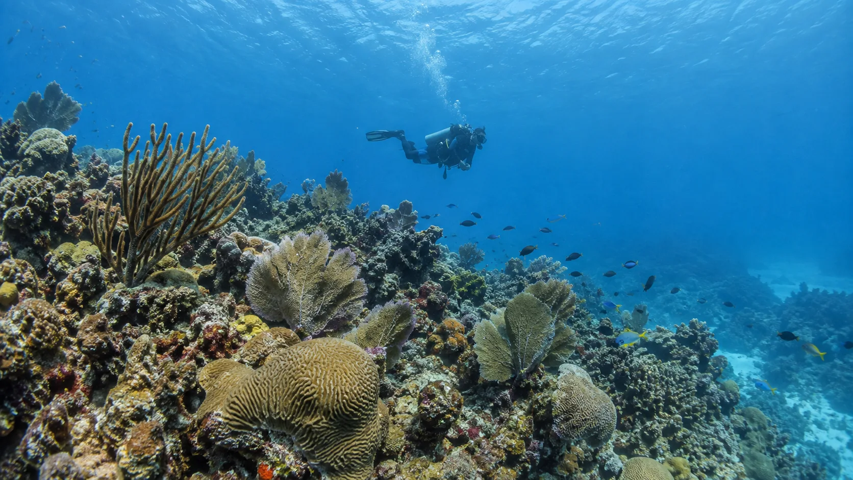 Scuba diver above a healthy coral reef in Roatán