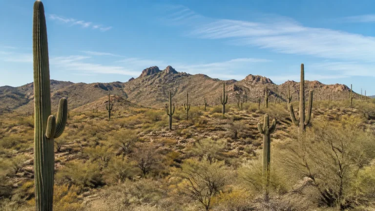 Tall cacti scattered across a dry desert landscape beneath rocky hills.
