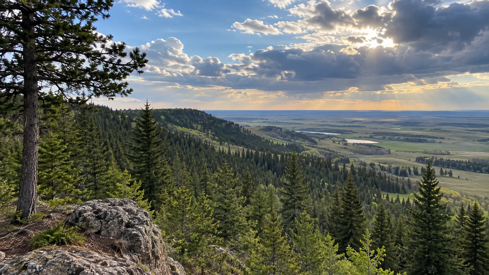 Forested Cypress Hills plateau overlooking rolling Saskatchewan prairie.