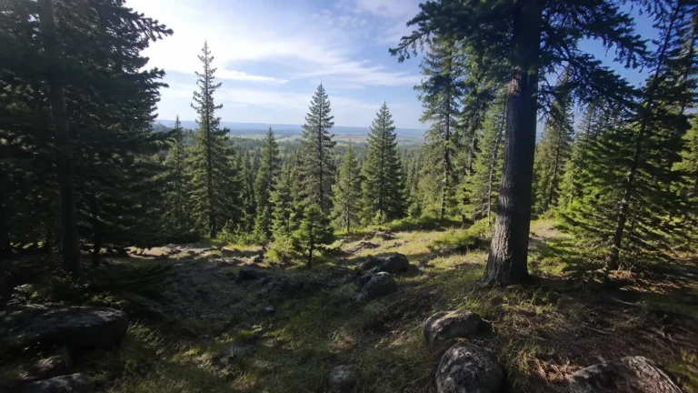 Sunlit evergreen forest on rocky ground above a distant valley.