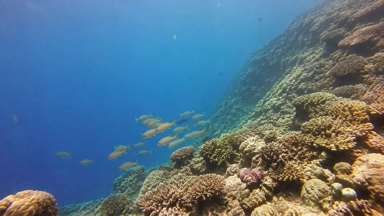 School of fish swimming beside a coral-covered underwater slope.