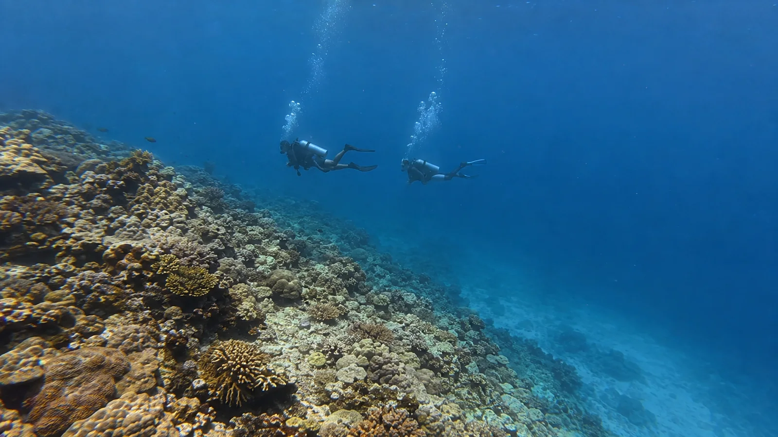 Two scuba divers swim beside a sloping coral reef.