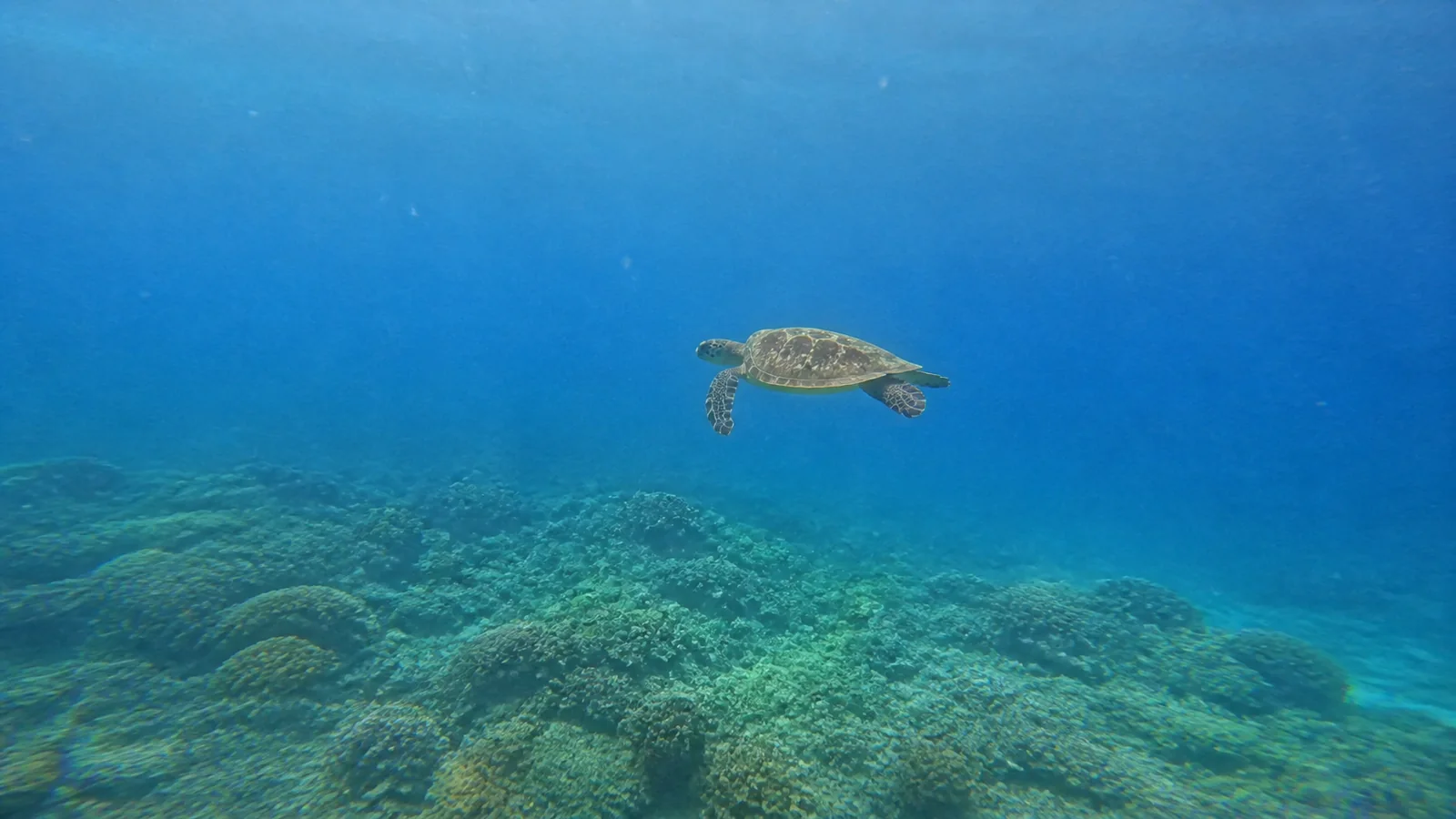 Sea turtle swims above a coral reef in clear blue water.
