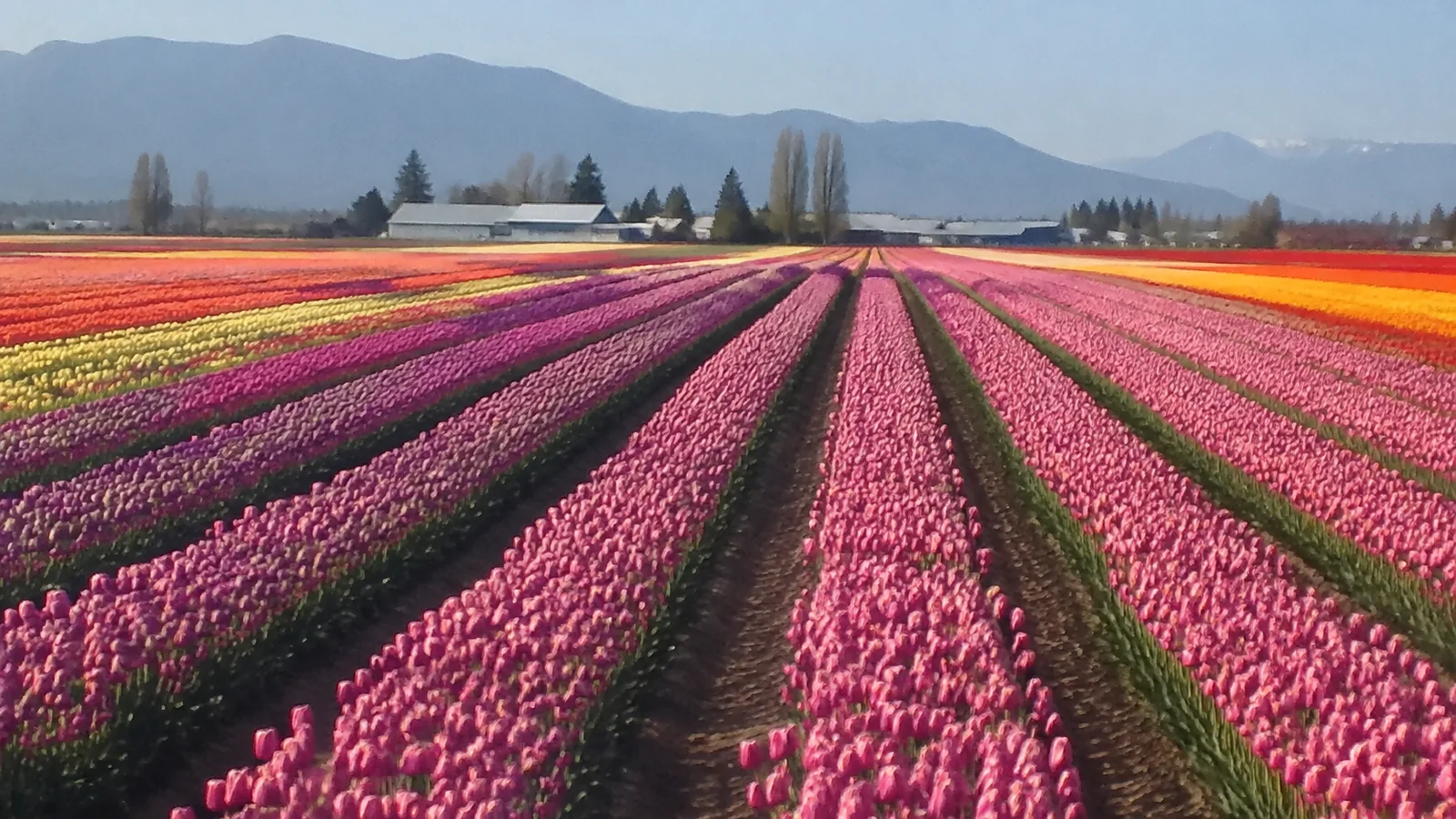 Long rows of brightly colored tulips stretching toward distant mountains.