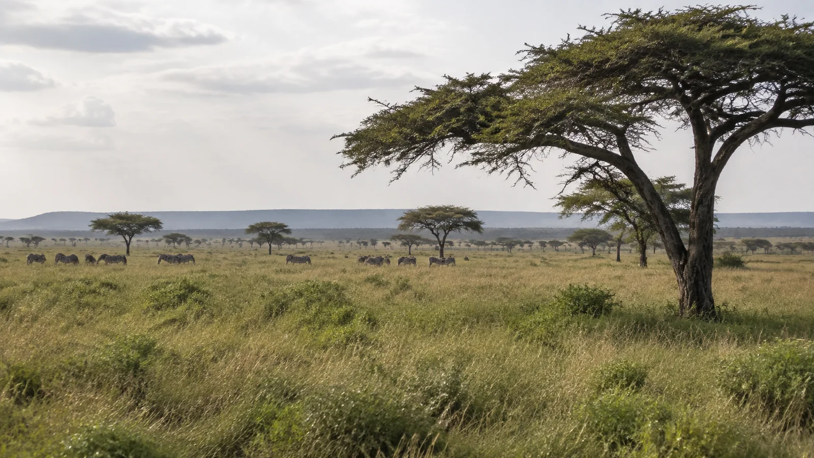 Flat grassy savanna dotted with broad-canopied trees beneath a cloudy sky.