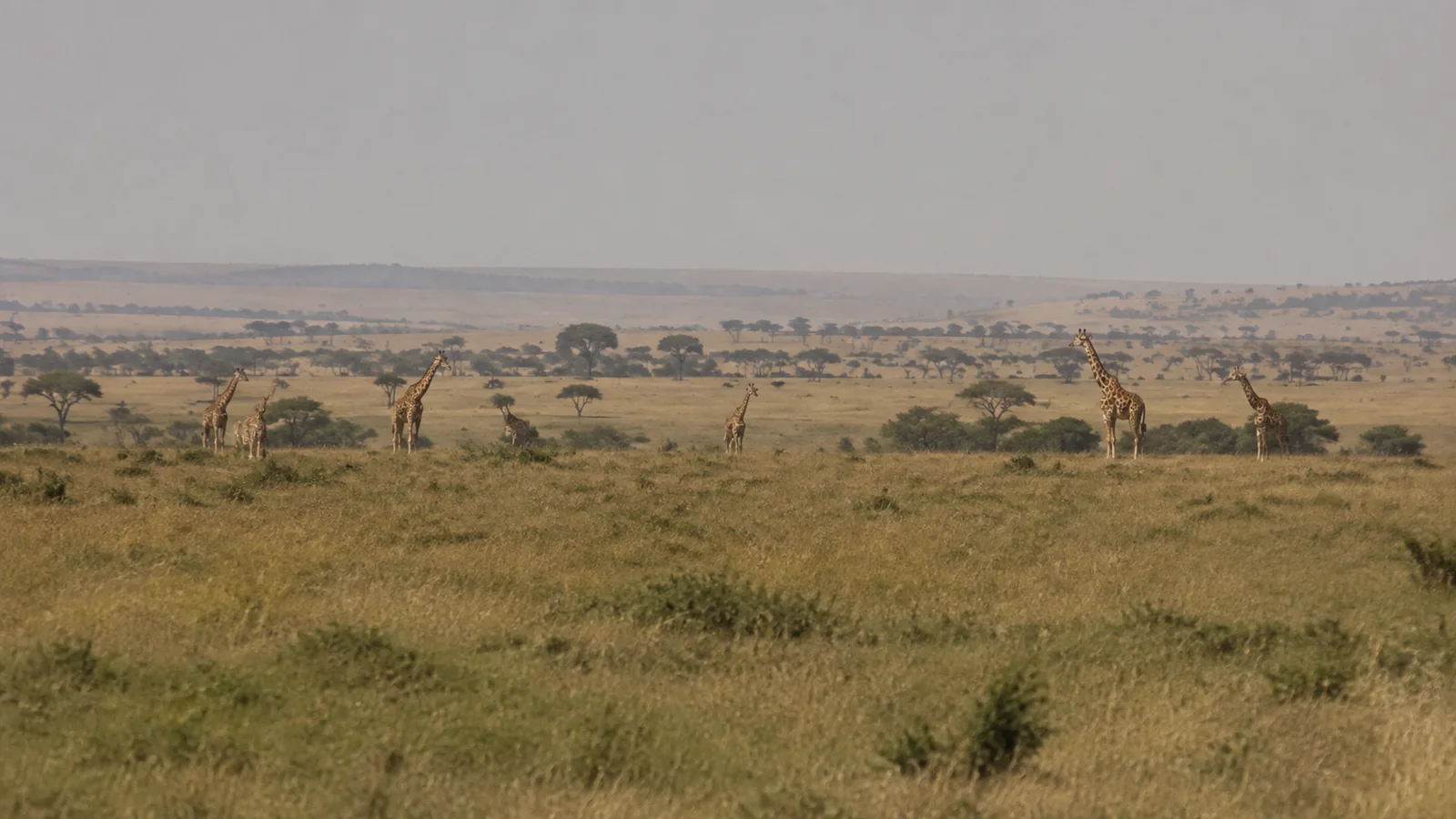 Giraffes scattered across open golden grassland with distant trees.