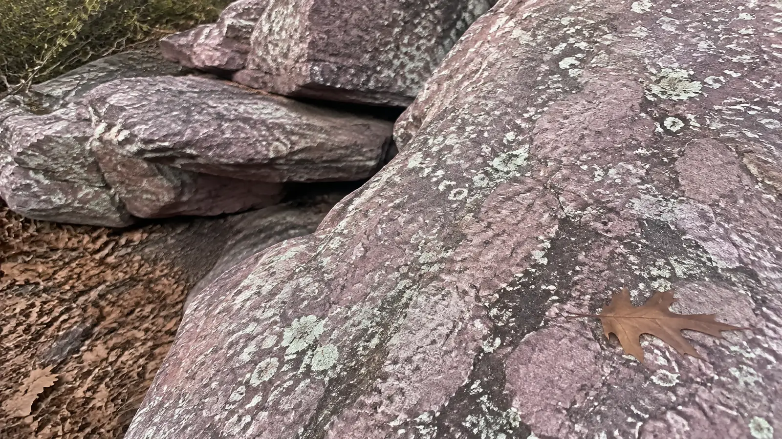 Lichen and a fallen leaf on a pinkish textured rock.