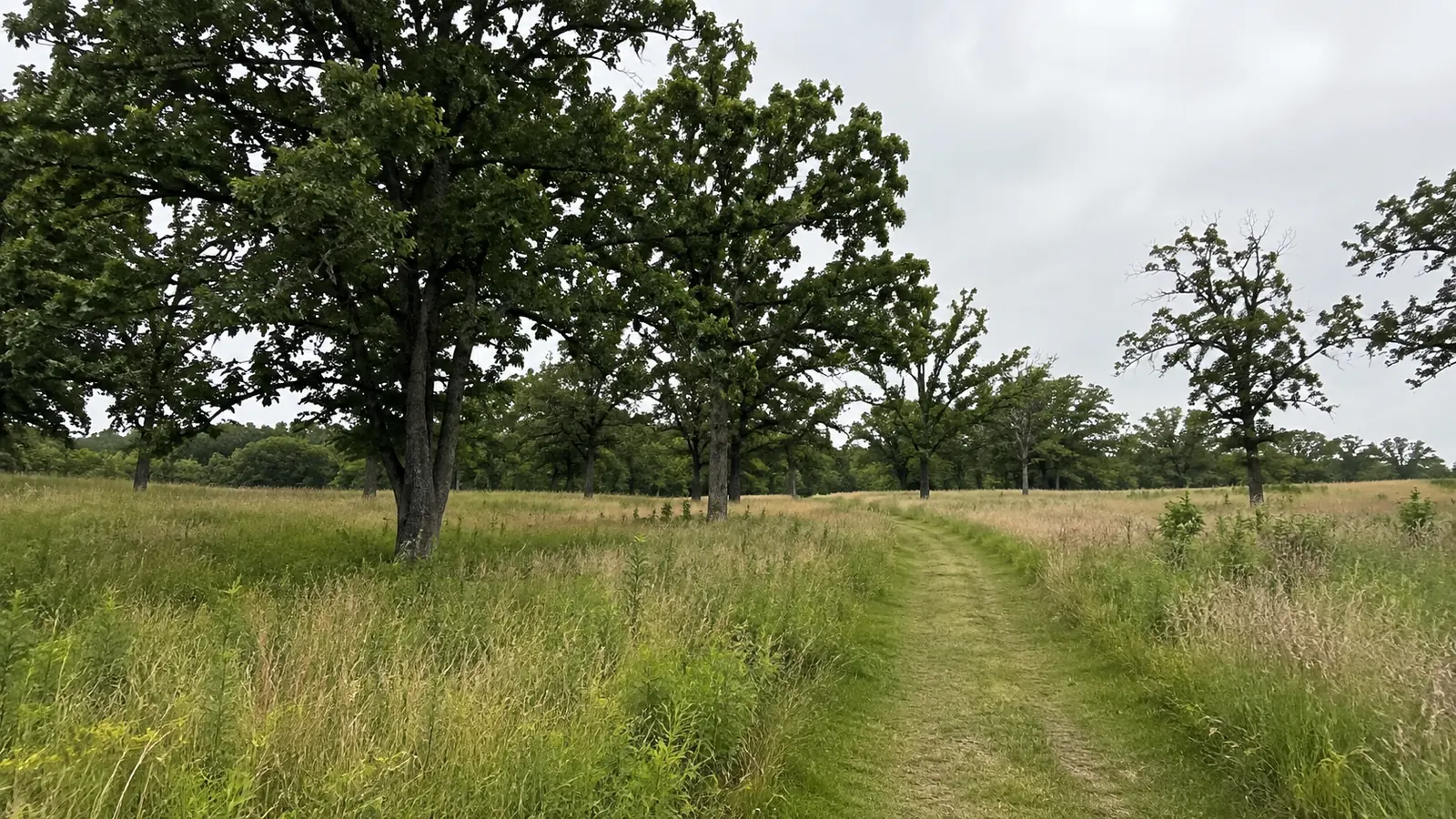 Mown grassy trail passes scattered broad trees through open meadow.