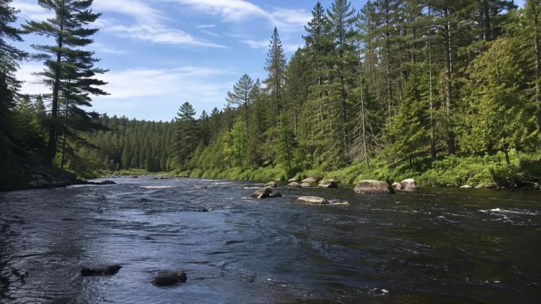 Rocky river flowing between evergreen-covered banks