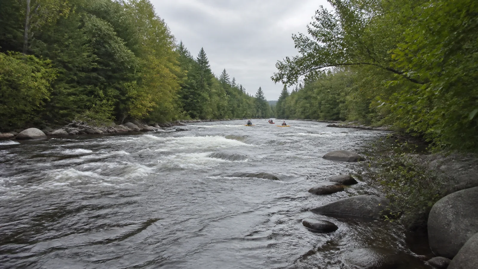 Whitewater rapids flowing through a forested river