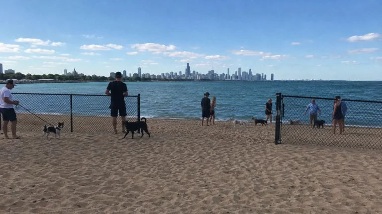 Dogs and their owners on a fenced waterfront beach with a city skyline beyond.