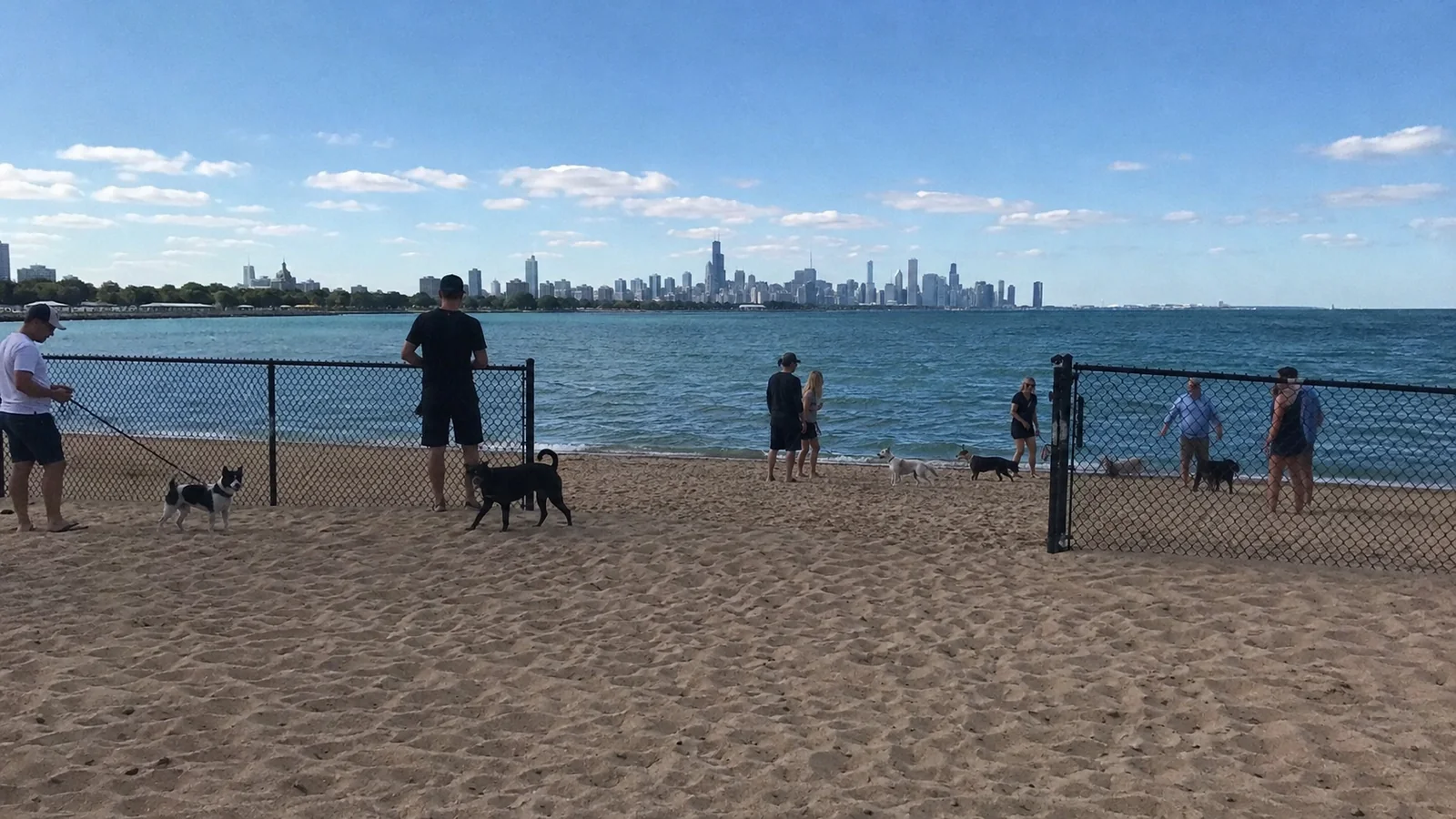 Dogs and their owners on a fenced waterfront beach with a city skyline beyond.