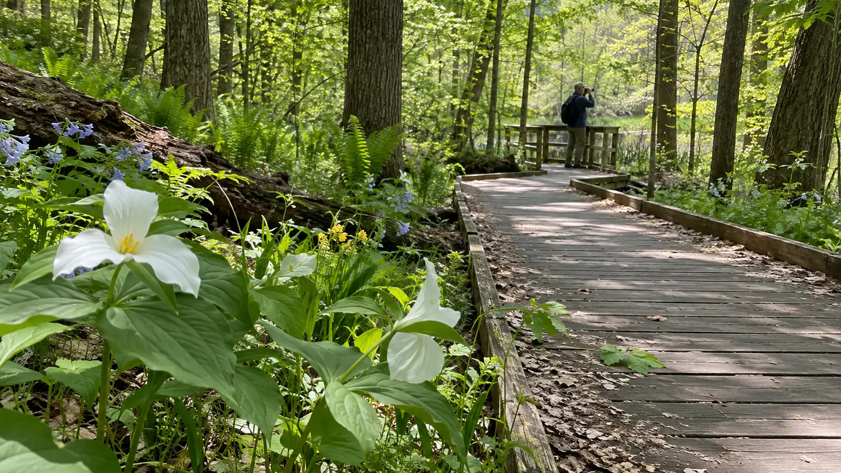 Wildflower-lined woodland trail at Eloise Butler Wildflower Garden.