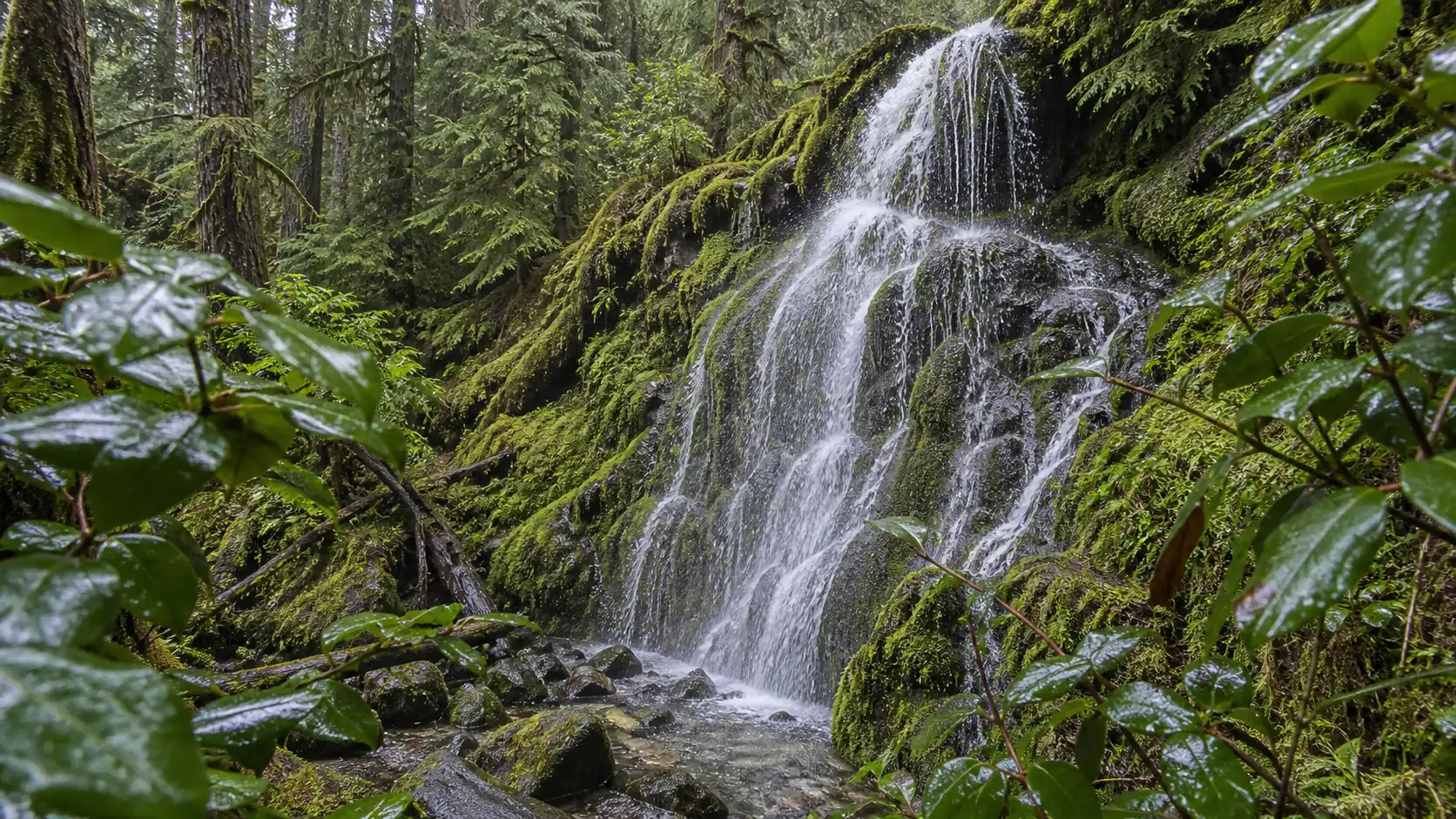 Lupin Falls fanning over a moss-covered cliff in Strathcona Provincial Park