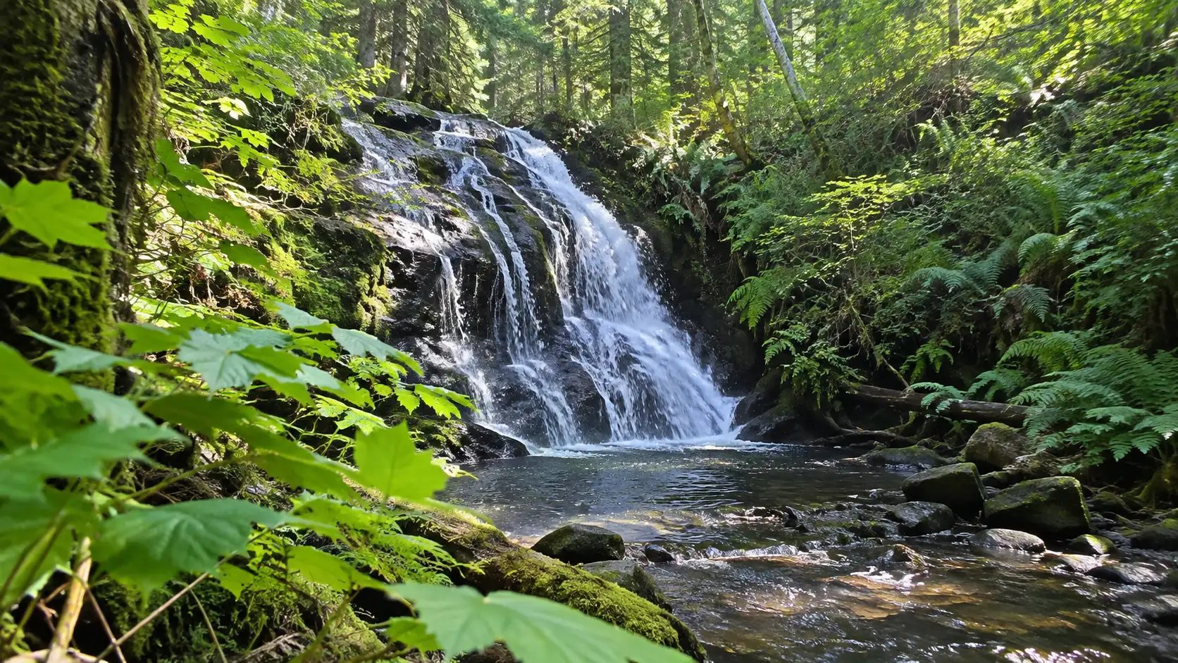 Stocking Creek Falls cascading through a fern-filled forest near Ladysmith