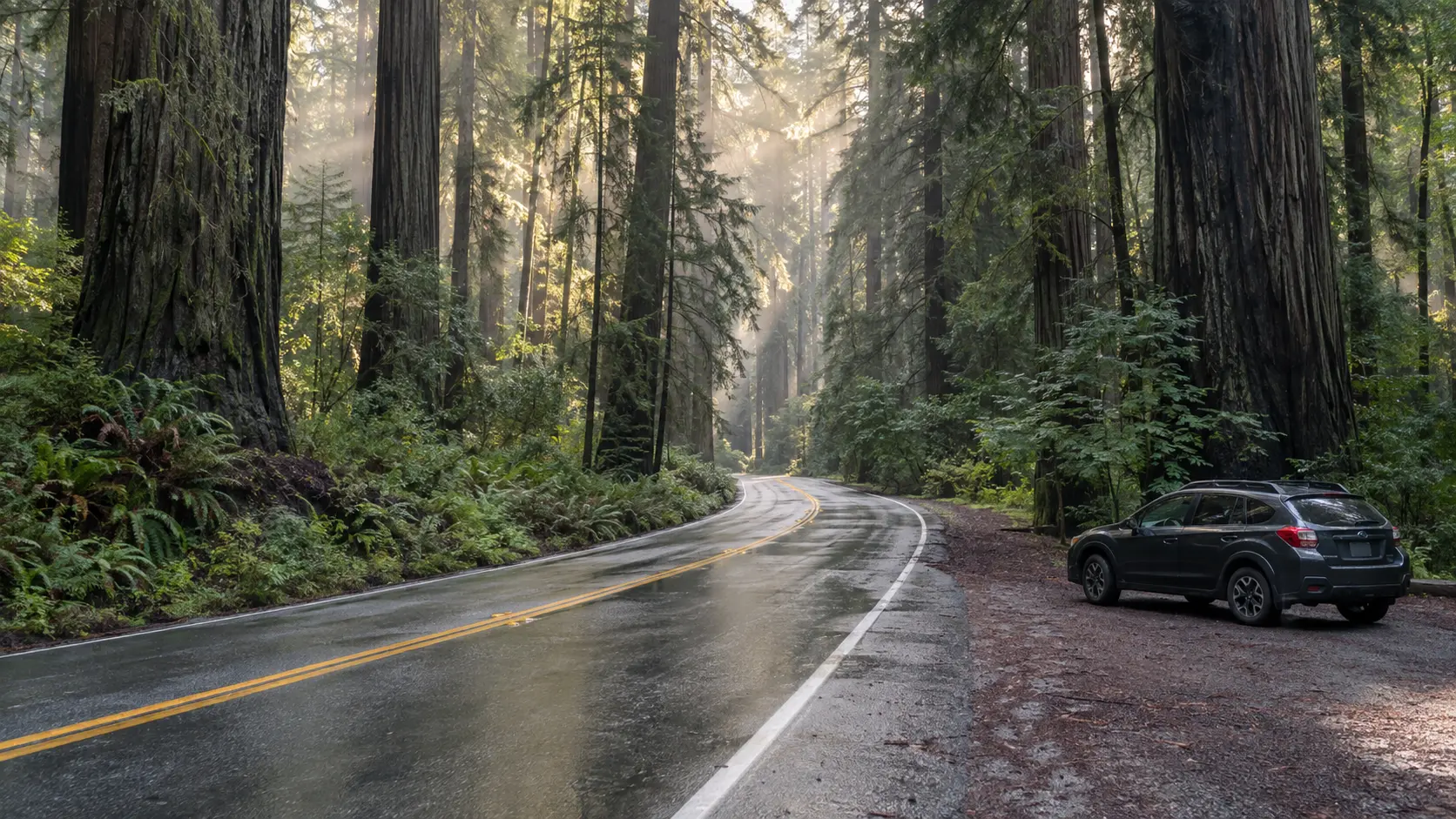 Road-trip car parked beside a wet road winding through towering redwoods.