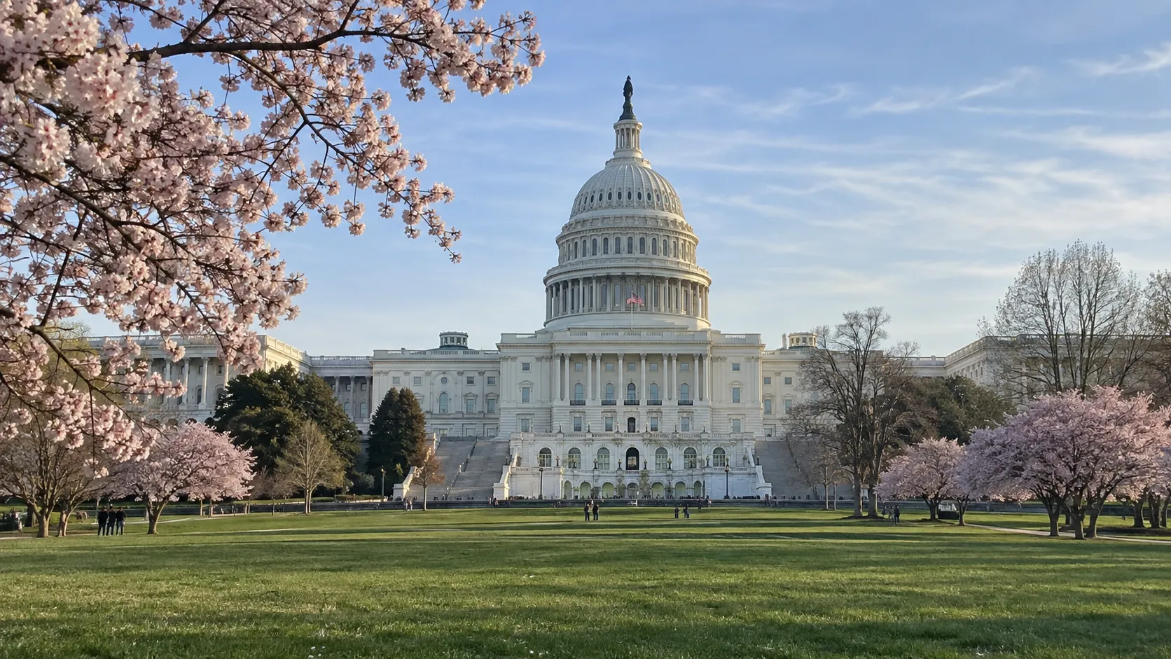 United States Capitol framed by cherry blossoms on a spring morning in Washington, DC.