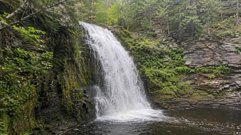Waterfall plunging into a pool in a forest