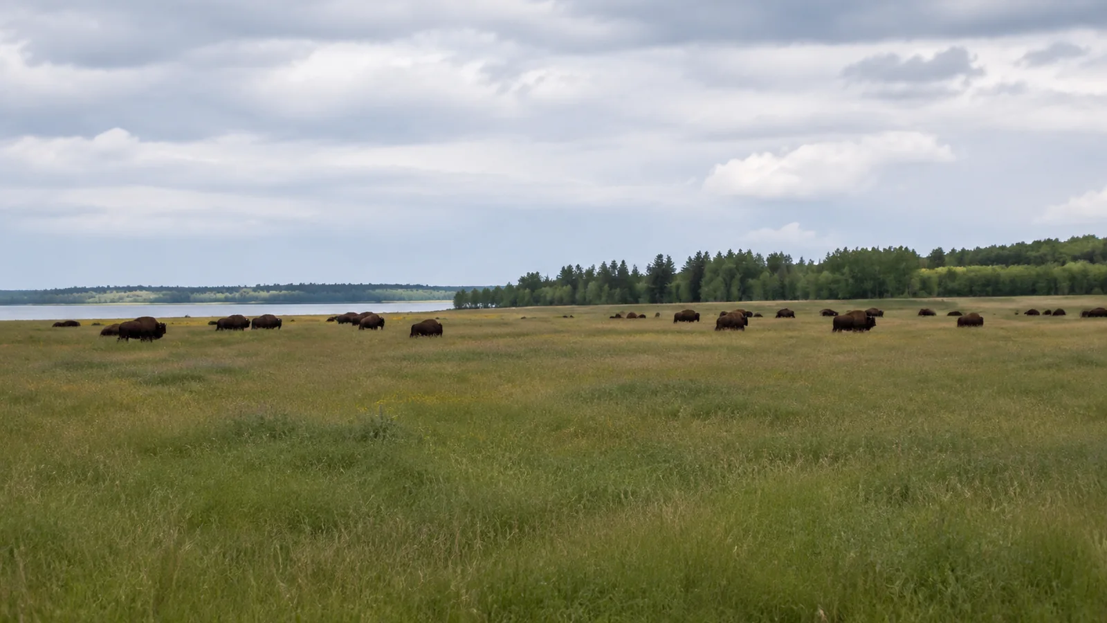 Bison graze across a grassy plain beside a distant lake.
