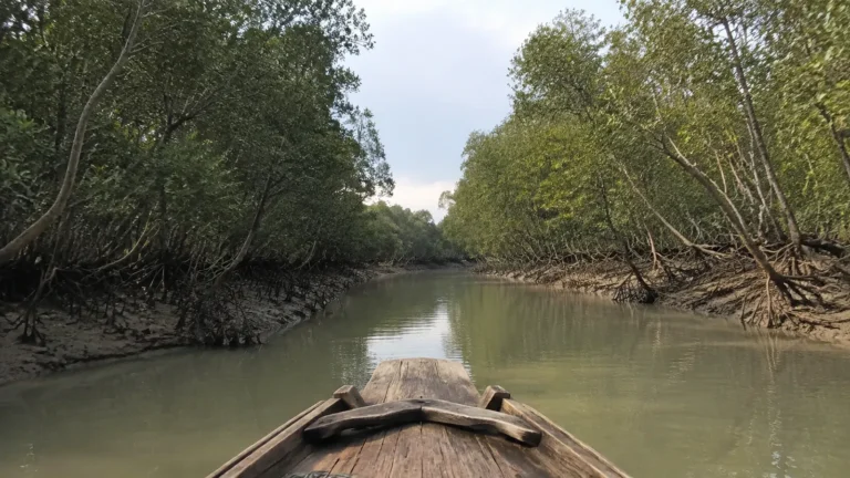 View from a wooden boat along a narrow mangrove channel.