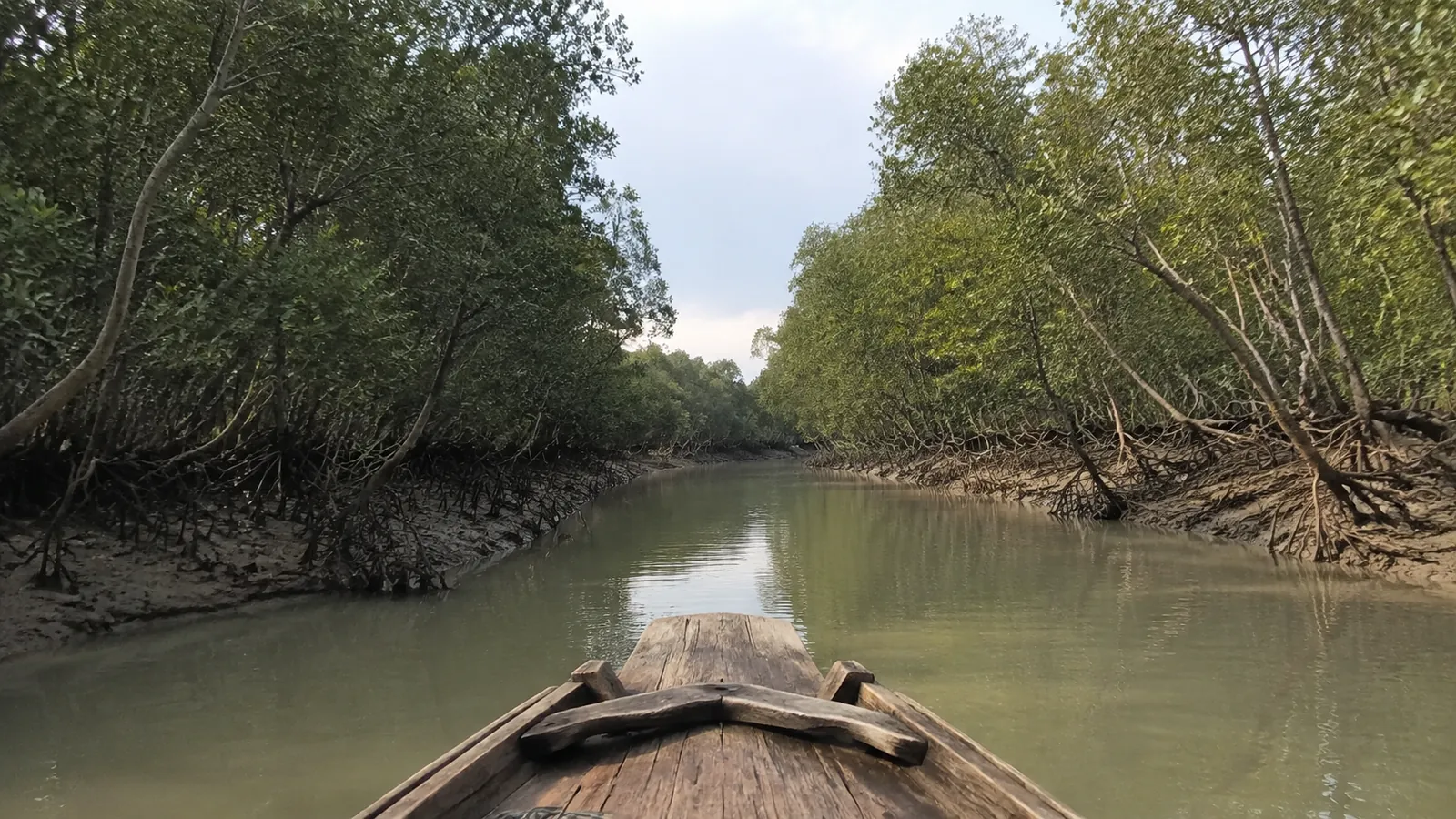View from a wooden boat along a narrow mangrove channel.