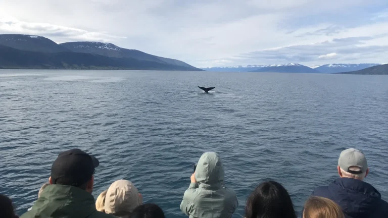Passengers watching a whale's tail rise above the water