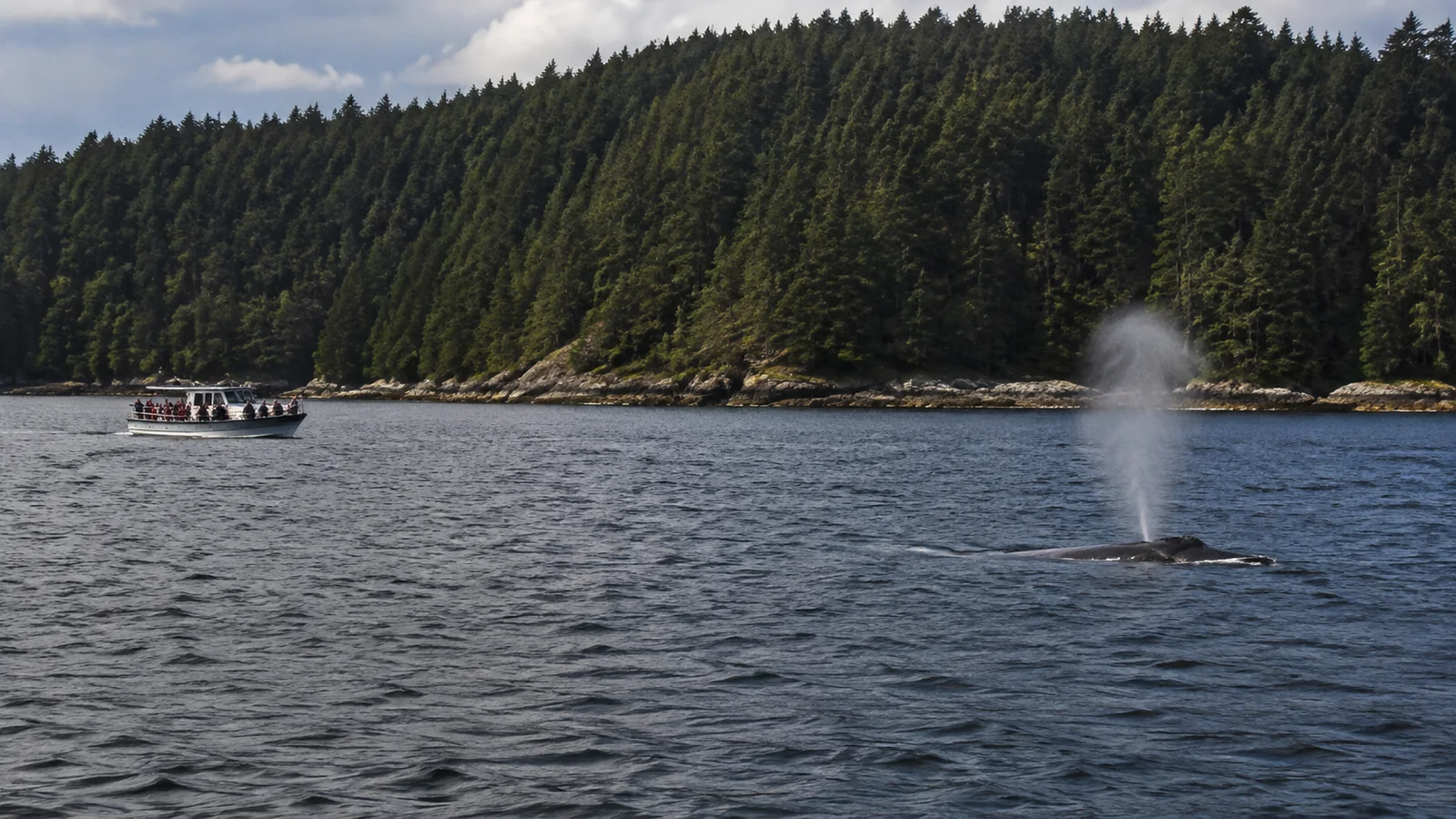 Whale surfacing and blowing beside a forested shoreline