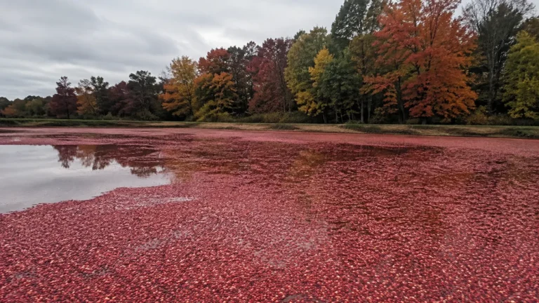 Floating red cranberries cover a flooded bog beneath autumn trees.