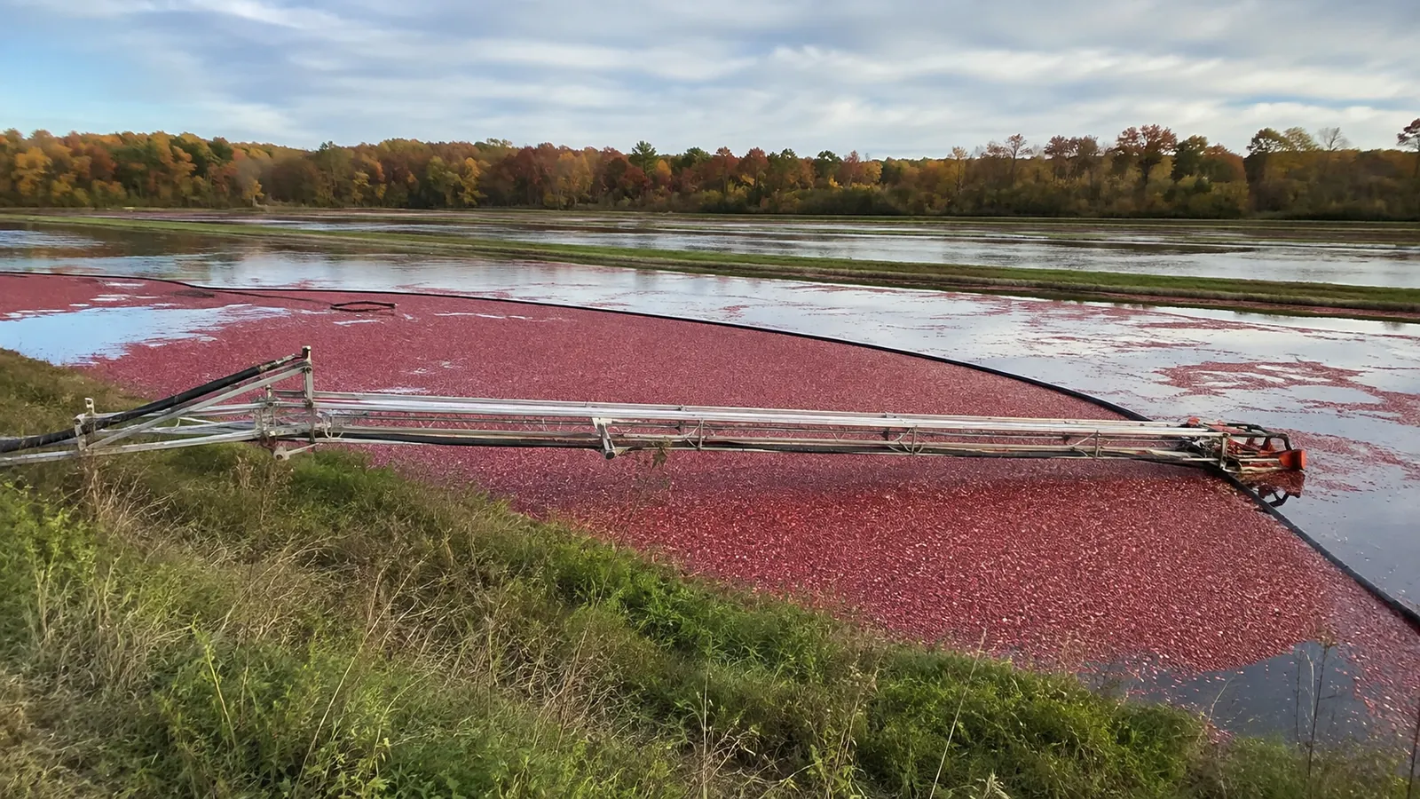Harvesting equipment stretches across a flooded cranberry bed.