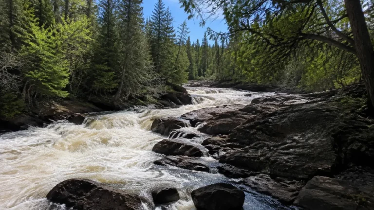 Rushing river cascading over dark rocks through evergreen forest.